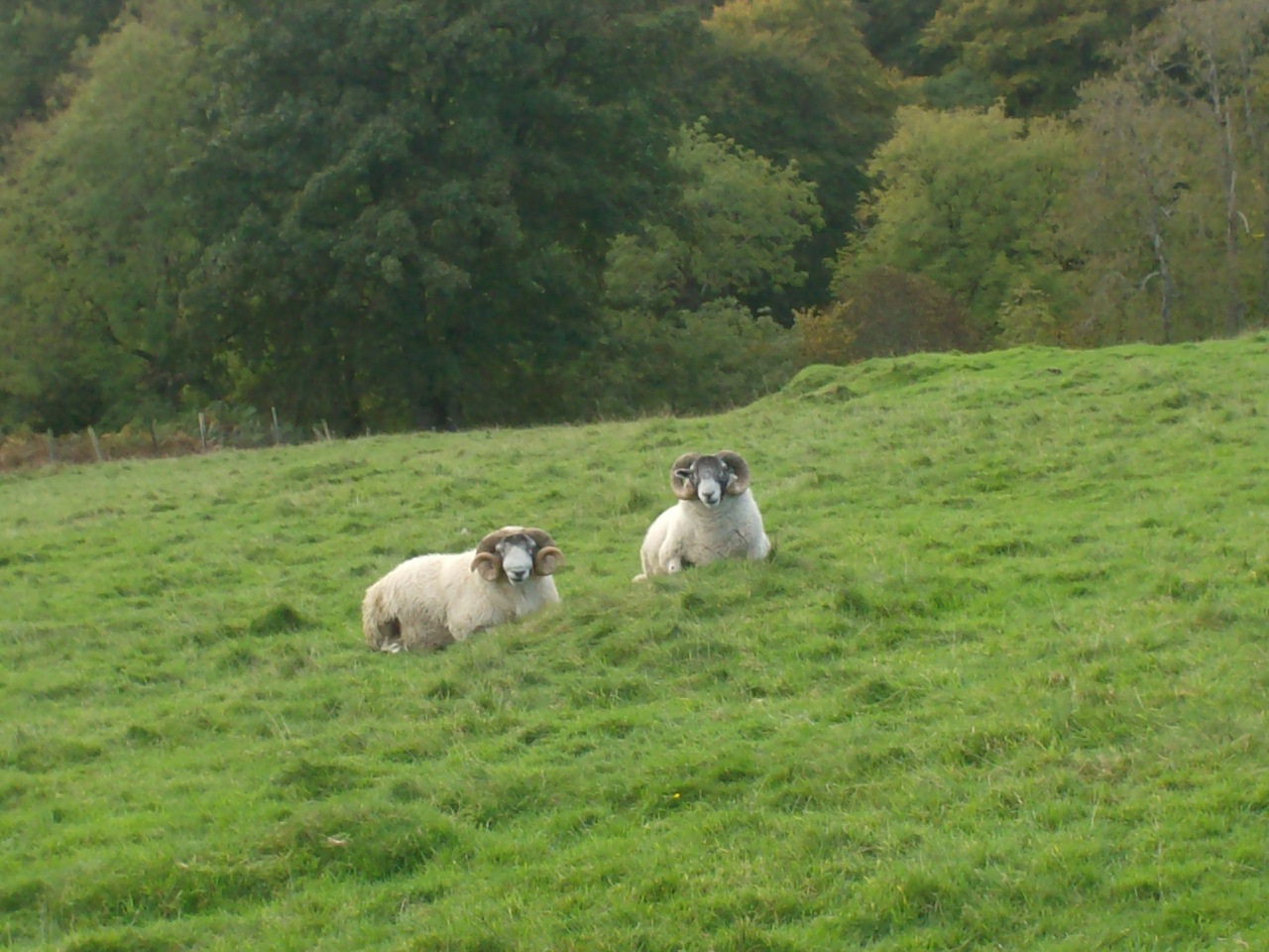 What are ewe looking at ?