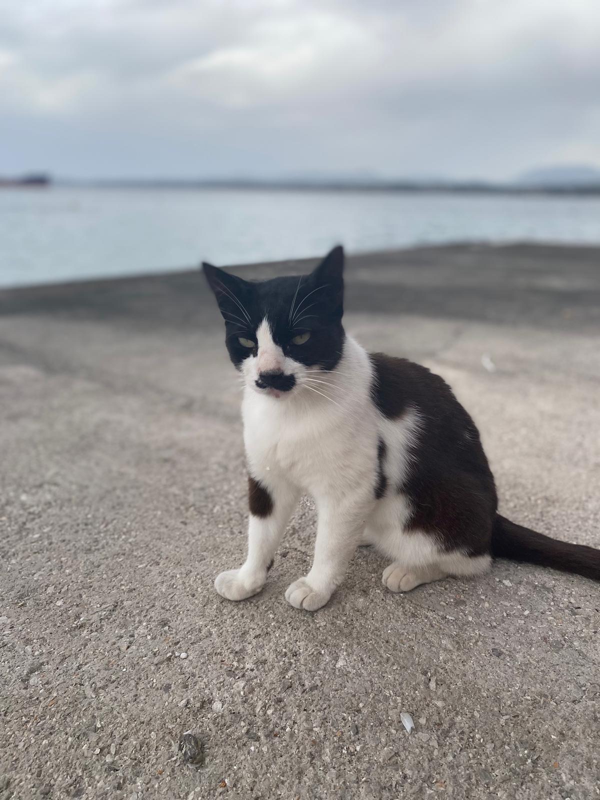 Cat sitting on concrete pier